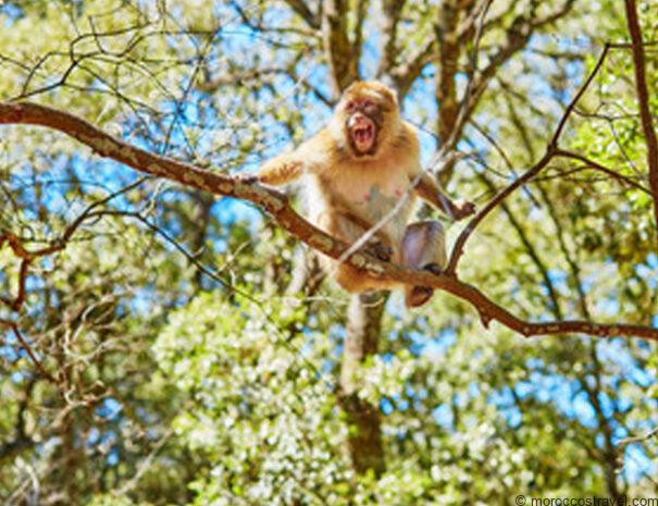 4 Day excursion from Marrakech to Fes via Desert 1