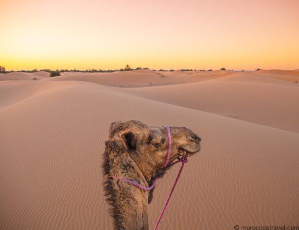 5 Day Sahara Desert Tour Form Fes To Merzouga Dunes Morocco Travel