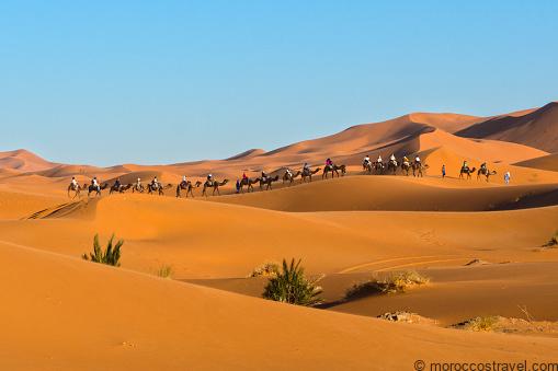 5-Day Sahara Desert Tour From Agadir Camel tour