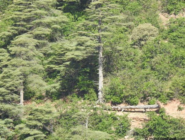 Shared Group: 3-Day Desert Tour From Marrakch Cedar tree of morocco, symbol of la Morra - morocco