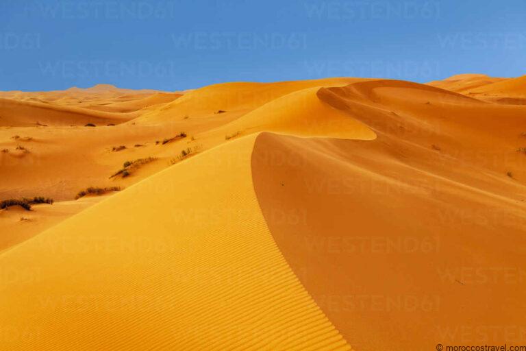 sahara