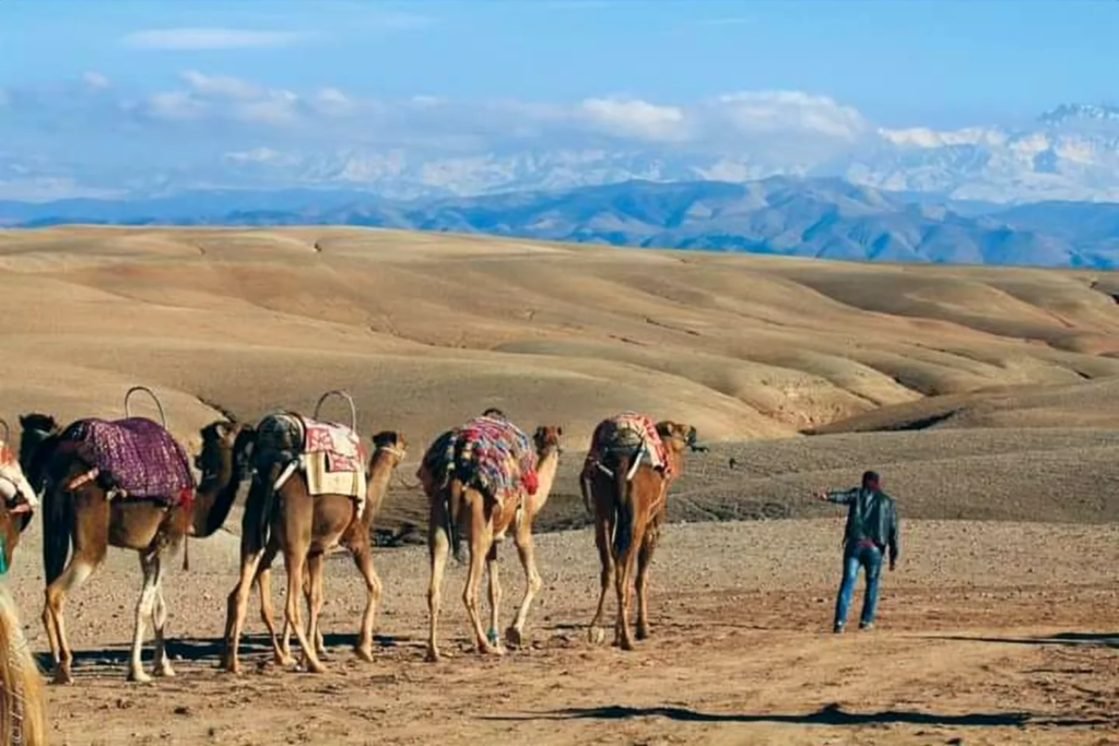 Passejada en camell pel desert d'Agafay, prop de Marràqueix