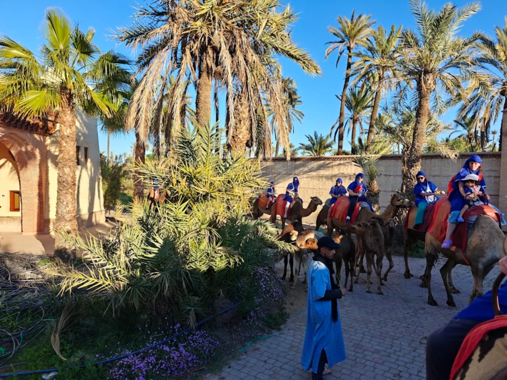 Camel ride in the Marrakech palm grove