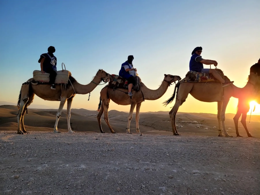 Merzouga vs. Agafay Desert: Which Experience Should You Choose? Camel ride silhouettes in the Agafay desert