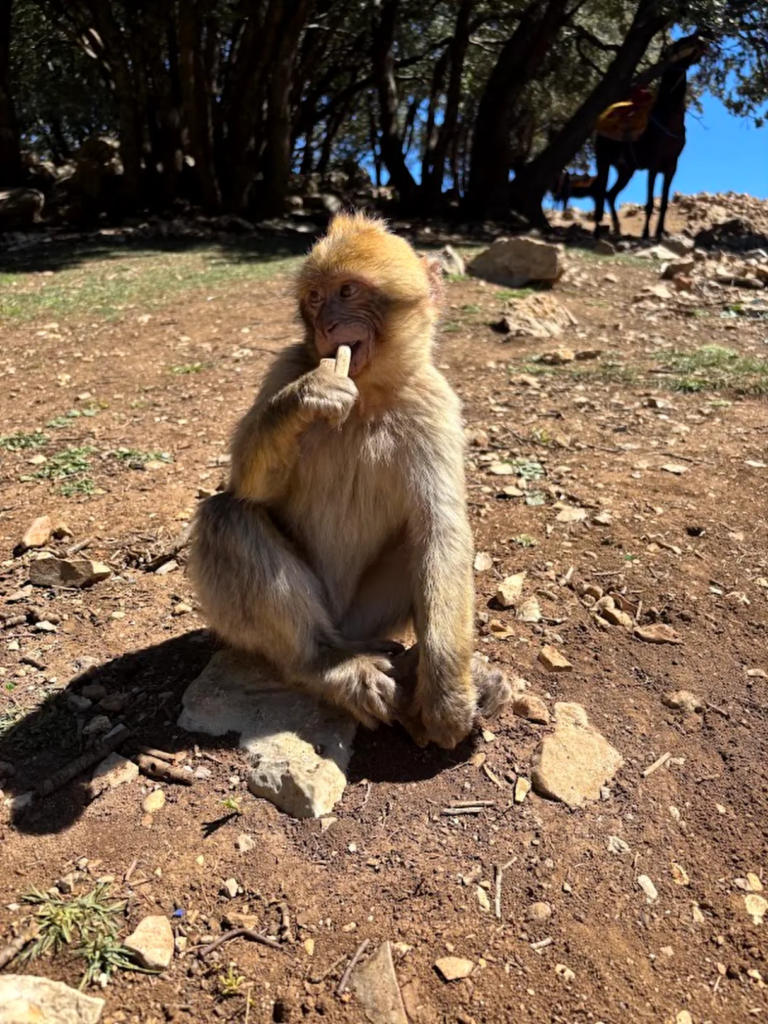 Barbary macaque in the cedar forest near Azrou