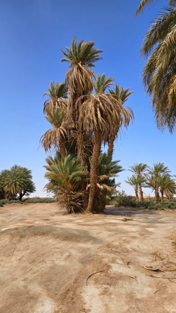 Palm oasis in southern Morocco