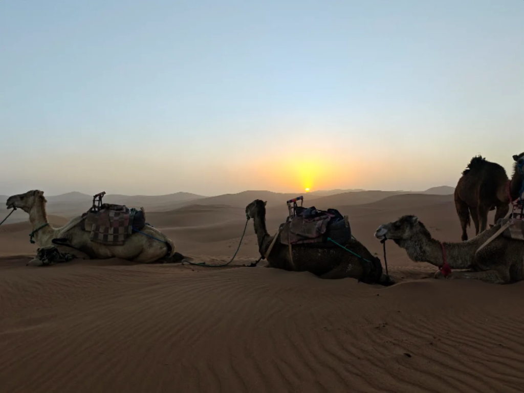 Unta-unta beristirahat saat matahari terbit di Sahara
