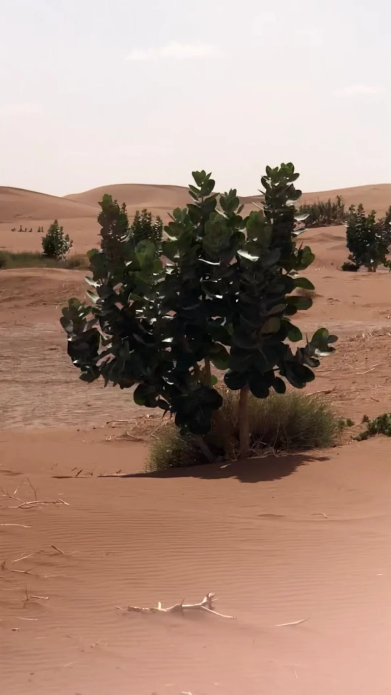 Sand dunes of the Moroccan Sahara